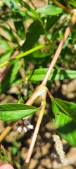 Persicaria pensylvanica