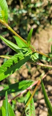 Persicaria pensylvanica