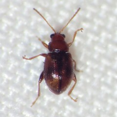 Epitrix hirtipennis