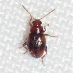 Epitrix hirtipennis