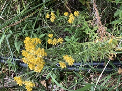 Pseudognaphalium hypoleucum