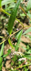 Popillia japonica