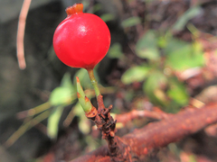 Ribes fasciculatum
