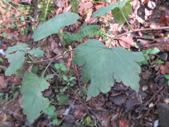 Ribes fasciculatum
