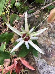 Passiflora aurantia samoensis