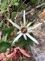 Passiflora aurantia samoensis