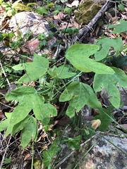 Passiflora aurantia samoensis