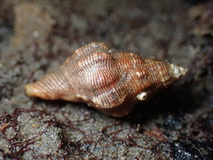 Roperia poulsoni