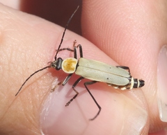 Chauliognathus misellus