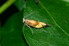 Labdia deliciosella