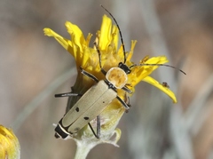 Chauliognathus misellus