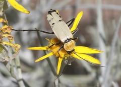 Chauliognathus misellus