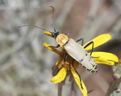 Chauliognathus misellus