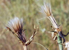 Tragopogon dubianskyi