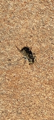 Cicindela repanda