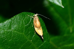 Labdia deliciosella