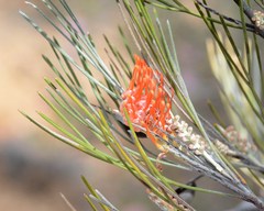 Grevillea cagiana