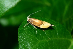 Labdia deliciosella