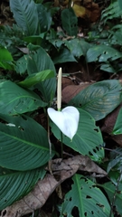 Spathiphyllum wallisii