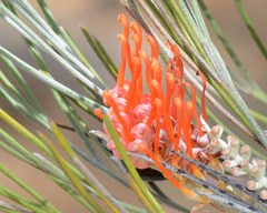 Grevillea cagiana
