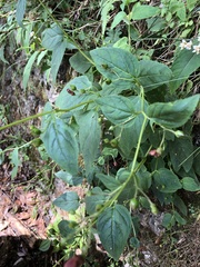 Scrophularia yoshimurae