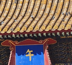 Columba livia domestica