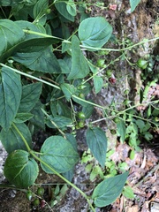 Scrophularia yoshimurae