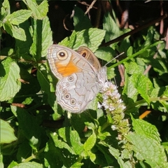 Lasiommata schakra