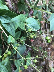 Scrophularia yoshimurae