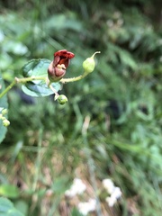 Scrophularia yoshimurae