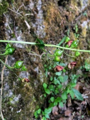 Scrophularia yoshimurae