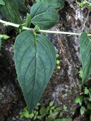 Scrophularia yoshimurae