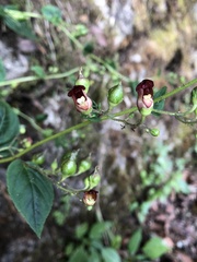 Scrophularia yoshimurae