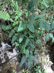 Scrophularia yoshimurae
