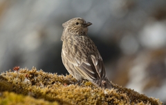 Carpodacus puniceus