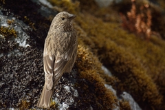 Carpodacus puniceus