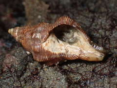 Roperia poulsoni