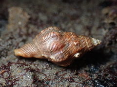 Roperia poulsoni