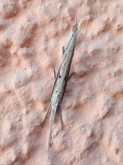Ypsolopha mucronella