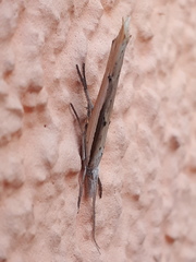 Ypsolopha mucronella