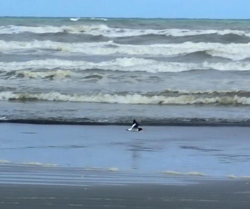 photo of South Island Oystercatcher (Haematopus finschi)