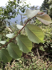 Ulmus uyematsui