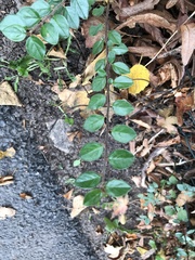 Cotoneaster dielsianus