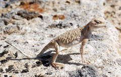 Phrynocephalus helioscopus