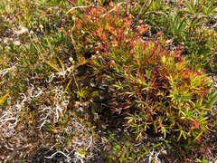 Potentilla biflora