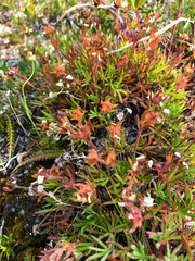 Potentilla biflora