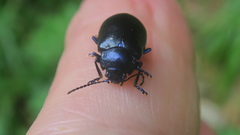 Chrysolina coerulans