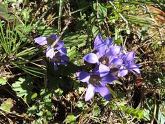 Gentiana scabra