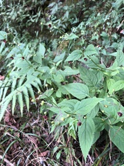 Scrophularia yoshimurae
