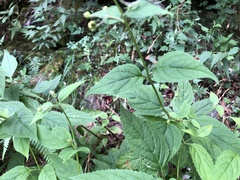 Scrophularia yoshimurae